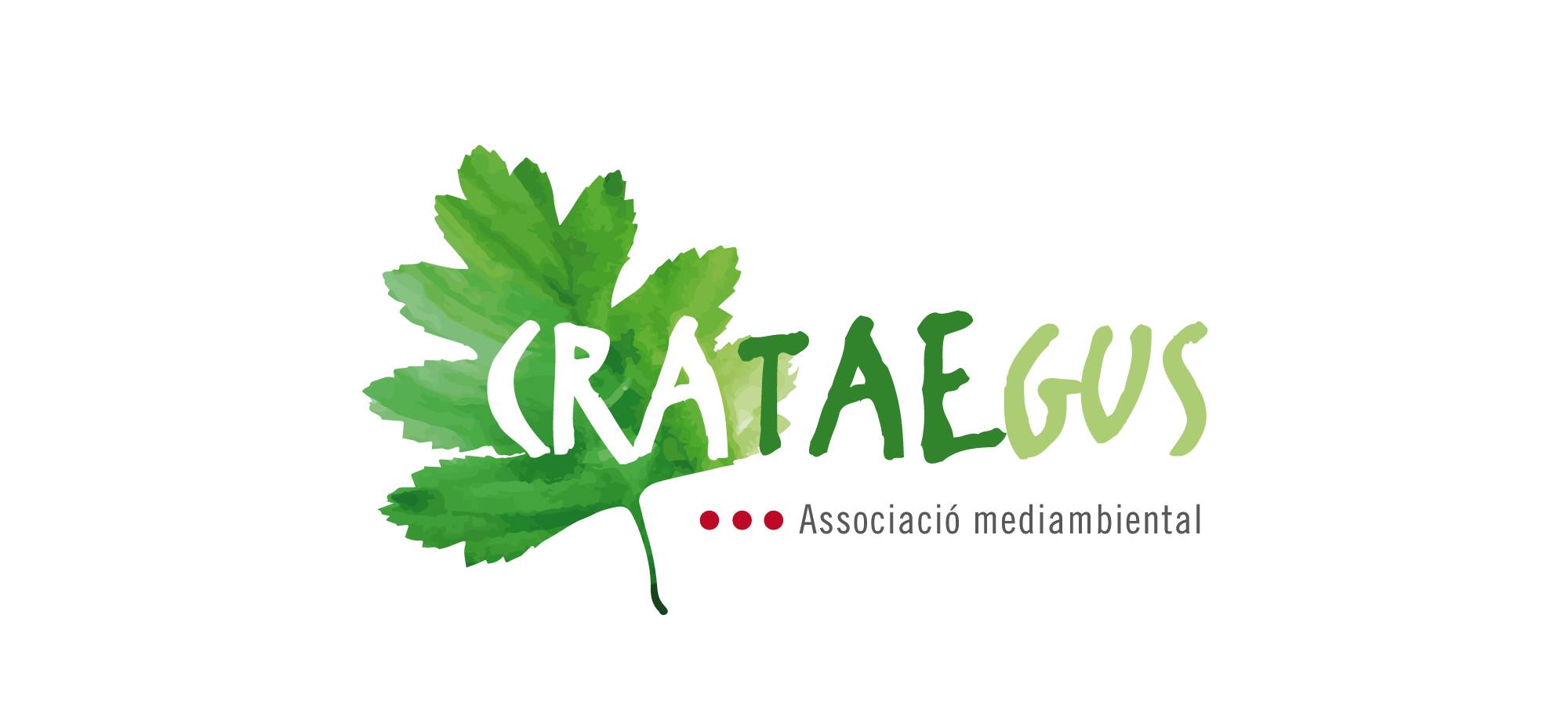 191027.PLAEROLA.CRATAEGUS.30689024 451115375318409 924660597168013312 o