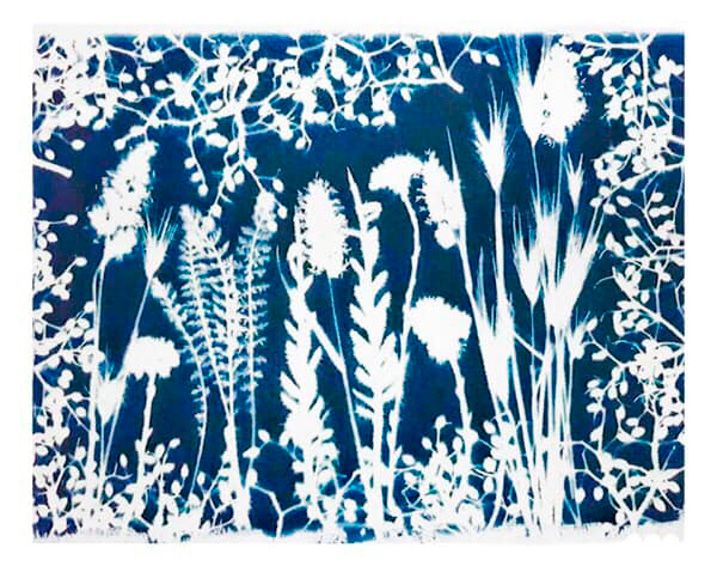 Taller familiar de fotografia (cianotípia)